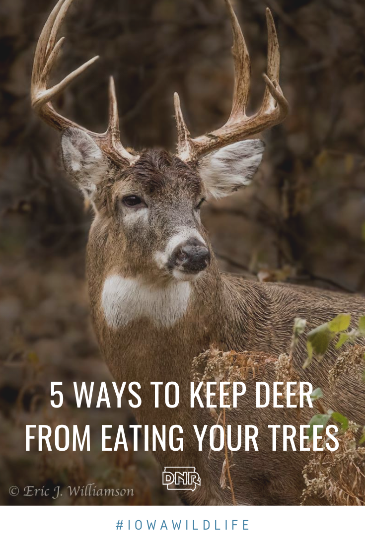 5 ways to keep deer from eating your backyard trees and shrubs  |  Iowa DNR